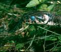 Natrix natrix DE: Ringelnatter UK: Grass snake Ringe Grassnake ES: Culebra de collar IT: biscia dal collare CZ: u�ovka obojkov� TR: Yari sucul yilan FR: Couleuvre a collier PL: Zaskroniec zwyczajny FI: Tarhak��rme